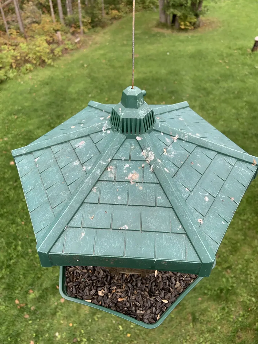 Dried bird droppings visible on the green roof of a backyard seed feeder