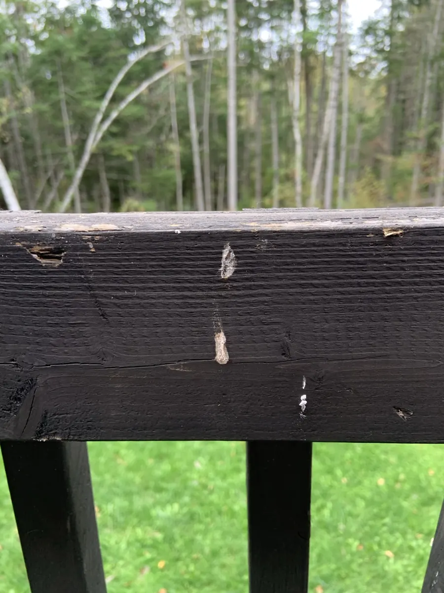 Bird droppings on a wooden deck railing below a backyard bird feeder