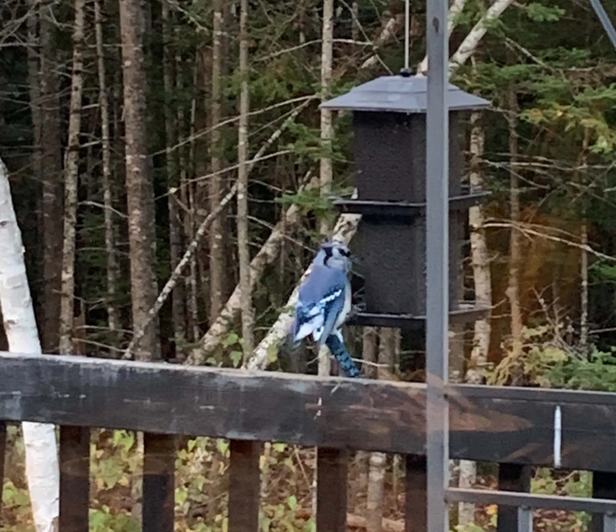 Blue Jay perched beside a backyard bird feeder in a wooded yard