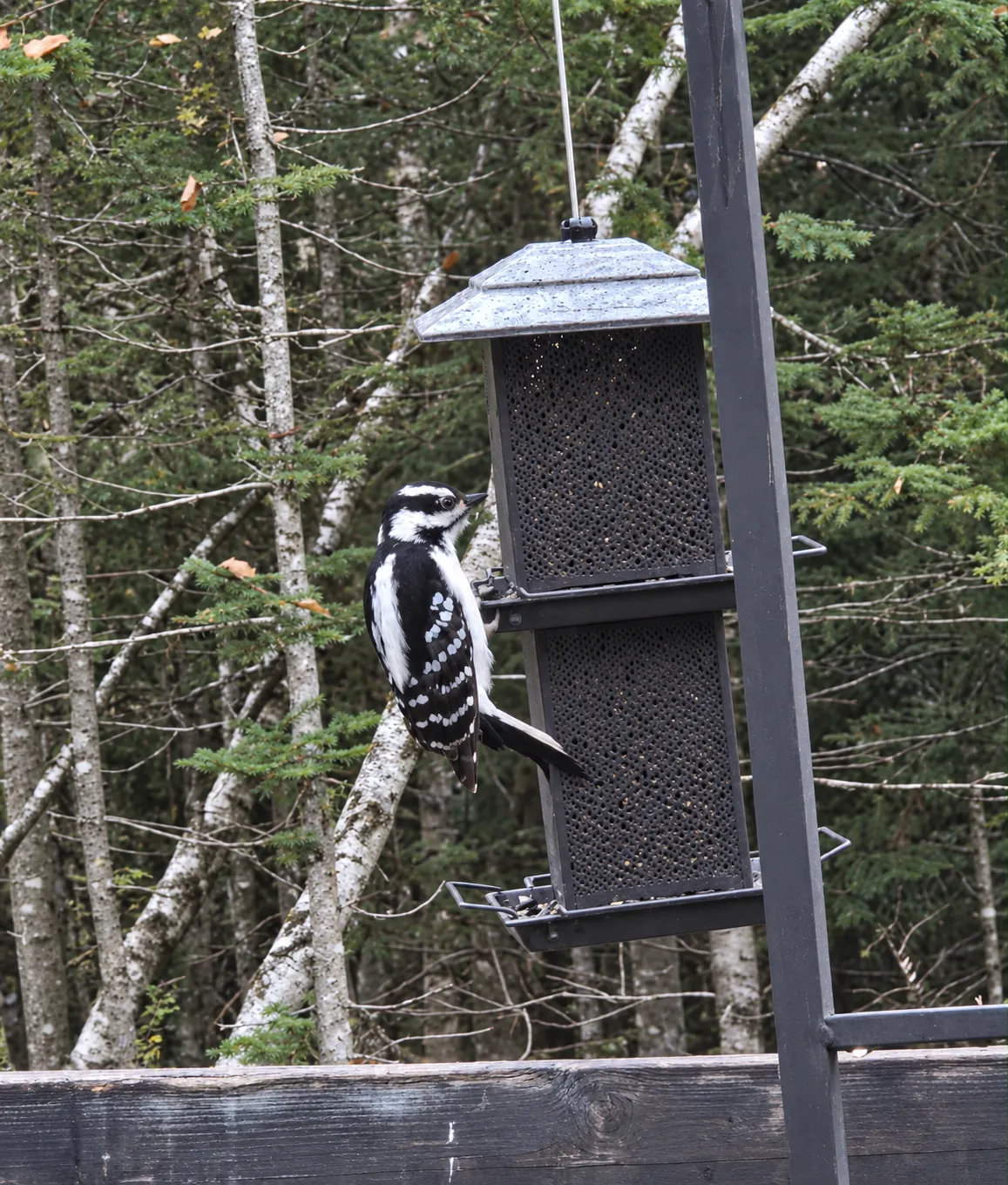 Downy Woodpecker clinging to a black mesh seed feeder in a wooded backyard