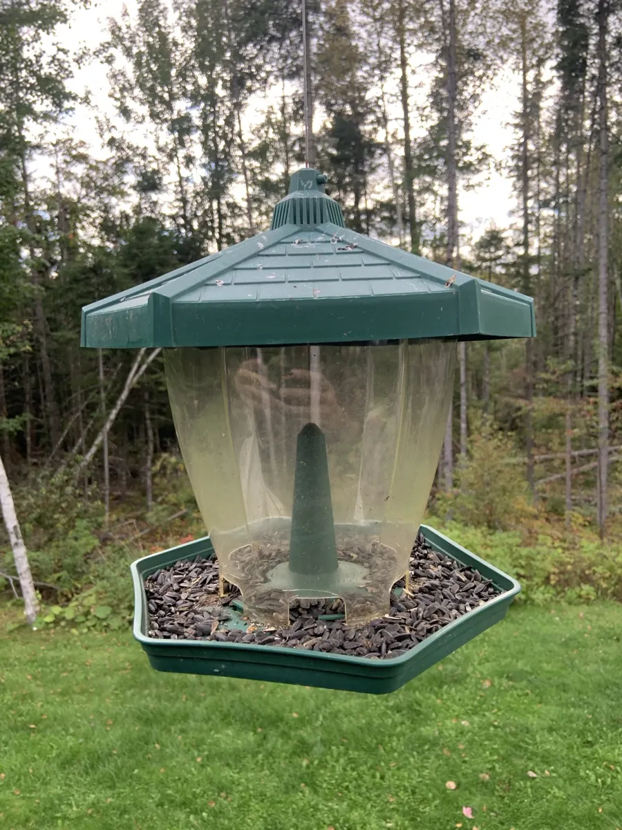 A nearly empty backyard bird feeder holding black-oil sunflower seed