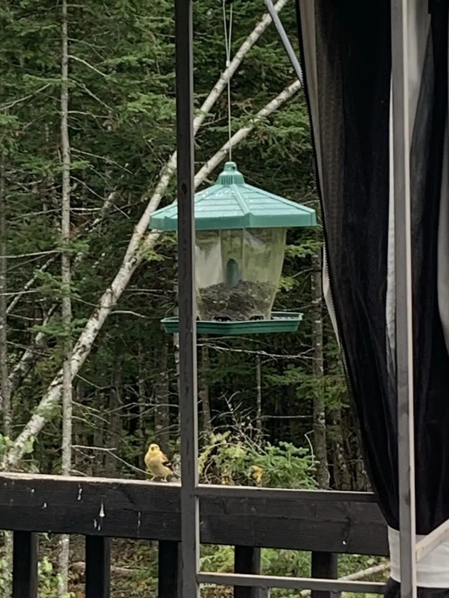 Goldfinches gathered below a hanging backyard bird feeder