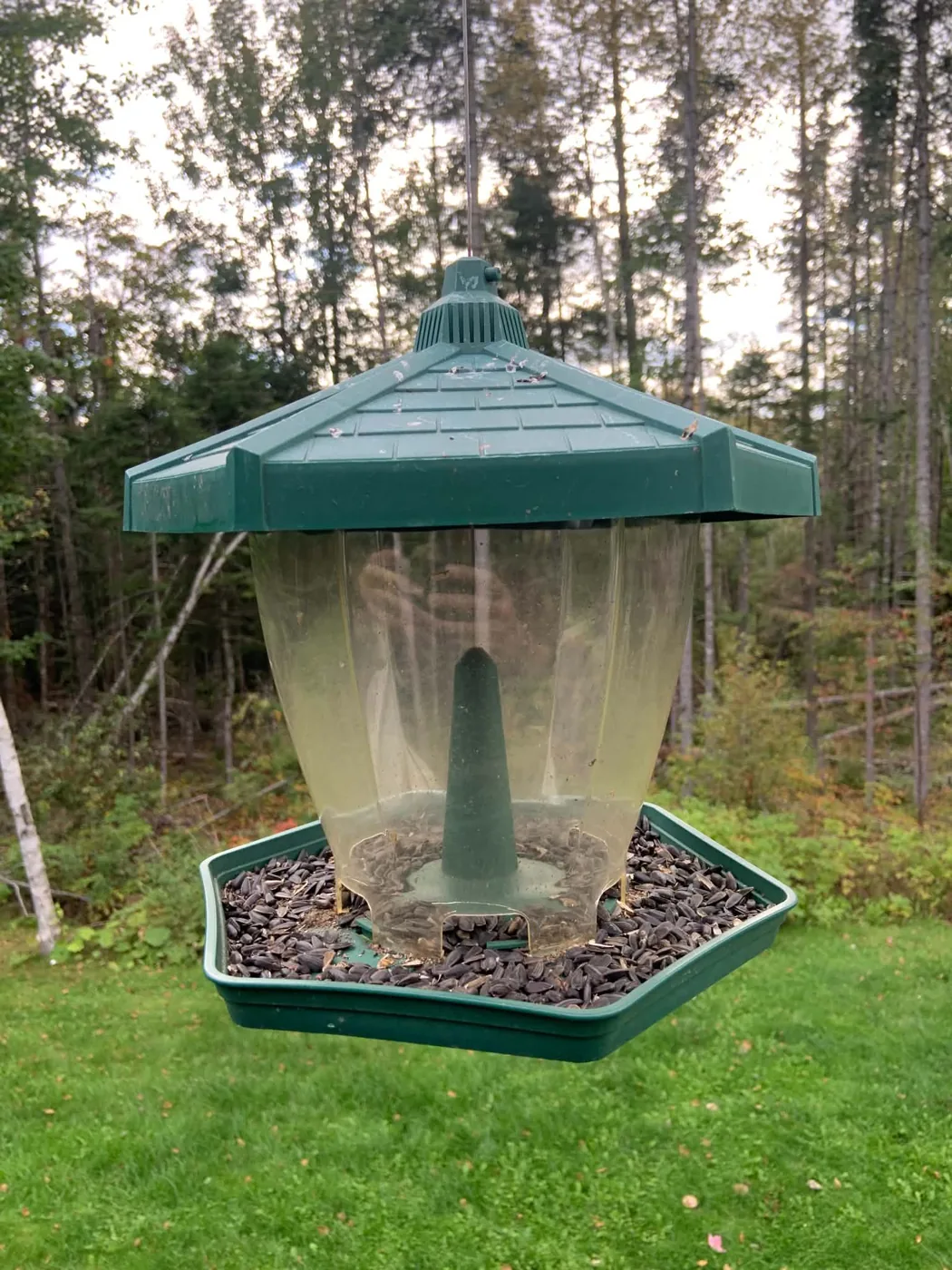 Old green backyard bird feeder filled with sunflower seed before it was replaced