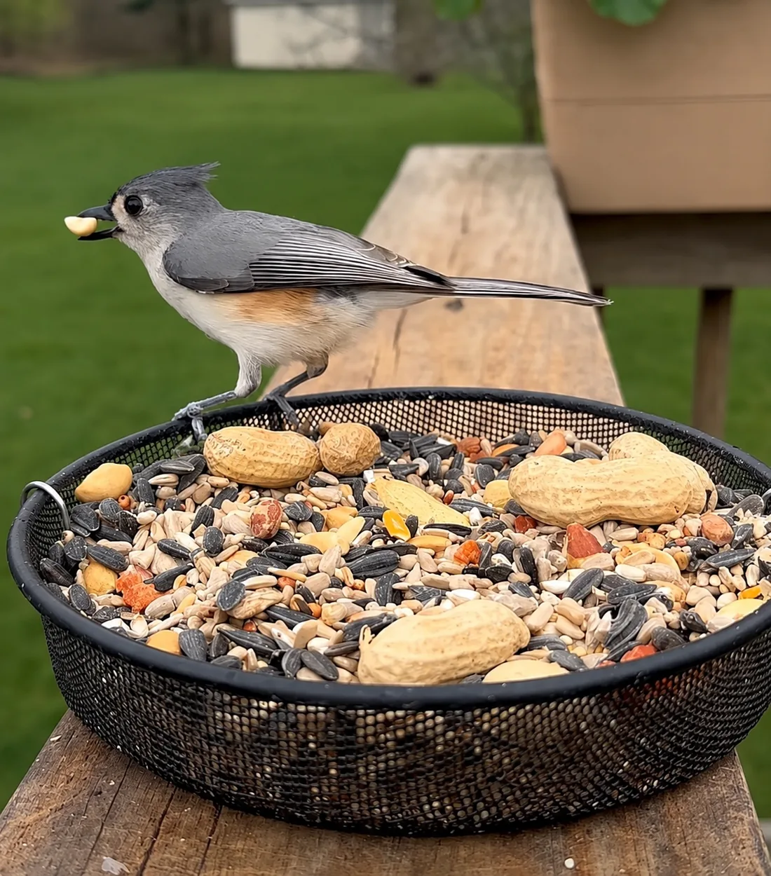 Tufted Titmouse holding a peanut at a backyard tray feeder
