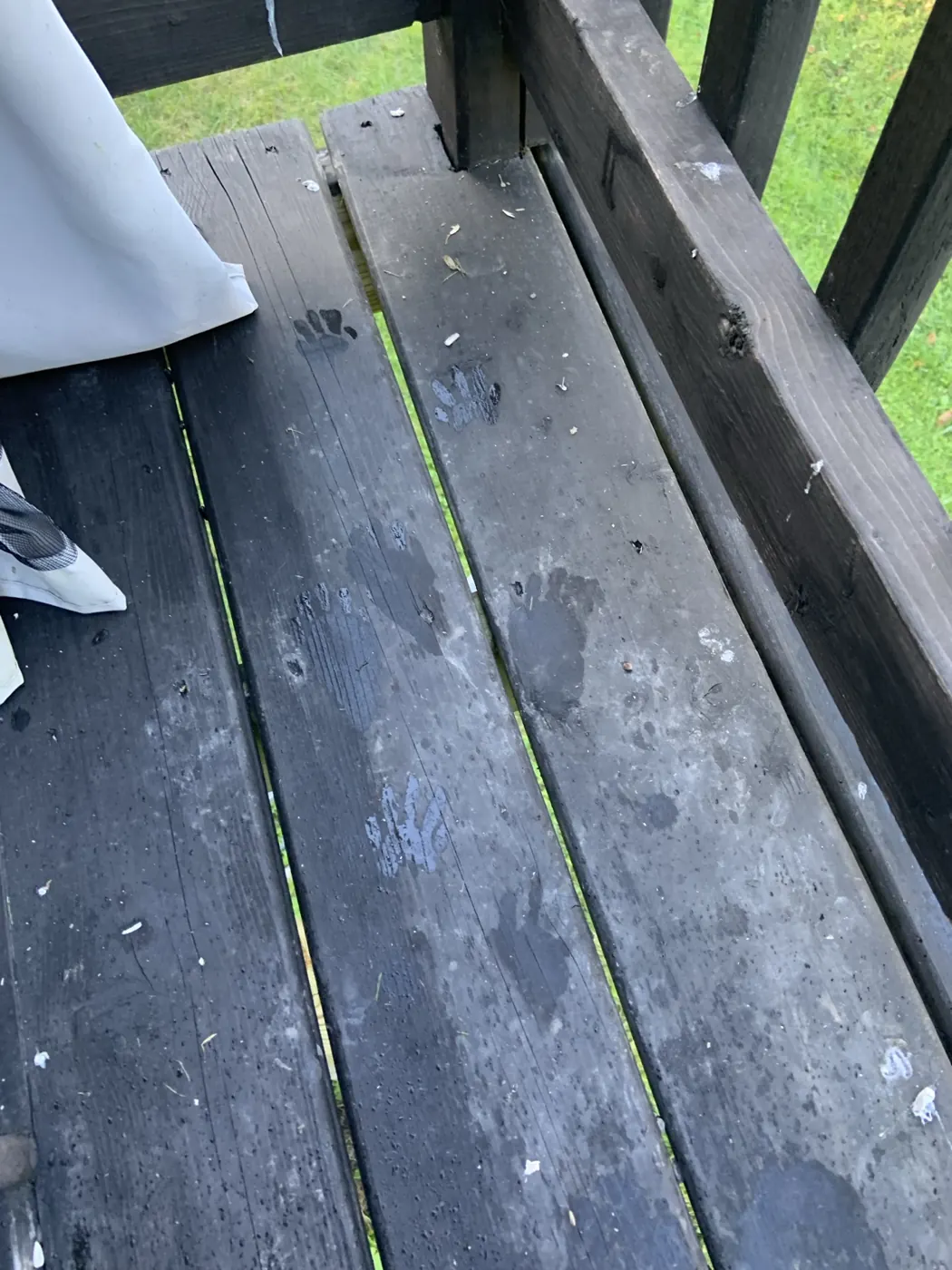 Wet raccoon paw prints on a dark wooden deck near a backyard bird feeding area